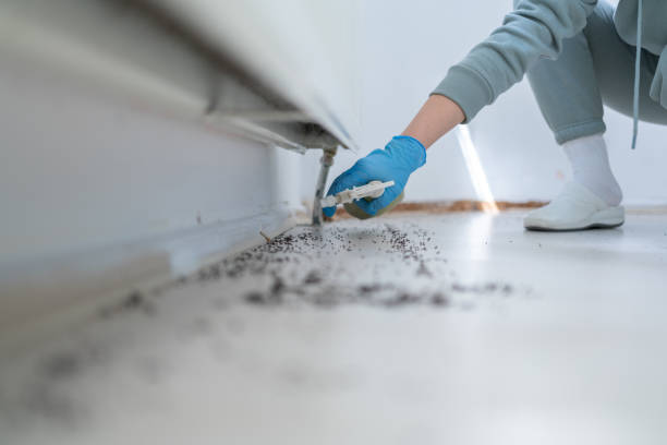 Best Termite Control Services  in Saukville, WI
